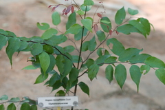 Hopea racophloea